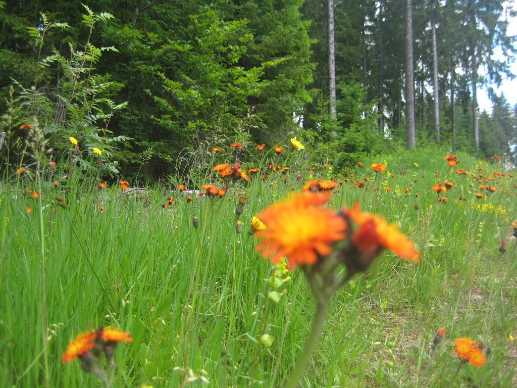 Eisenhauer In Schluchsee