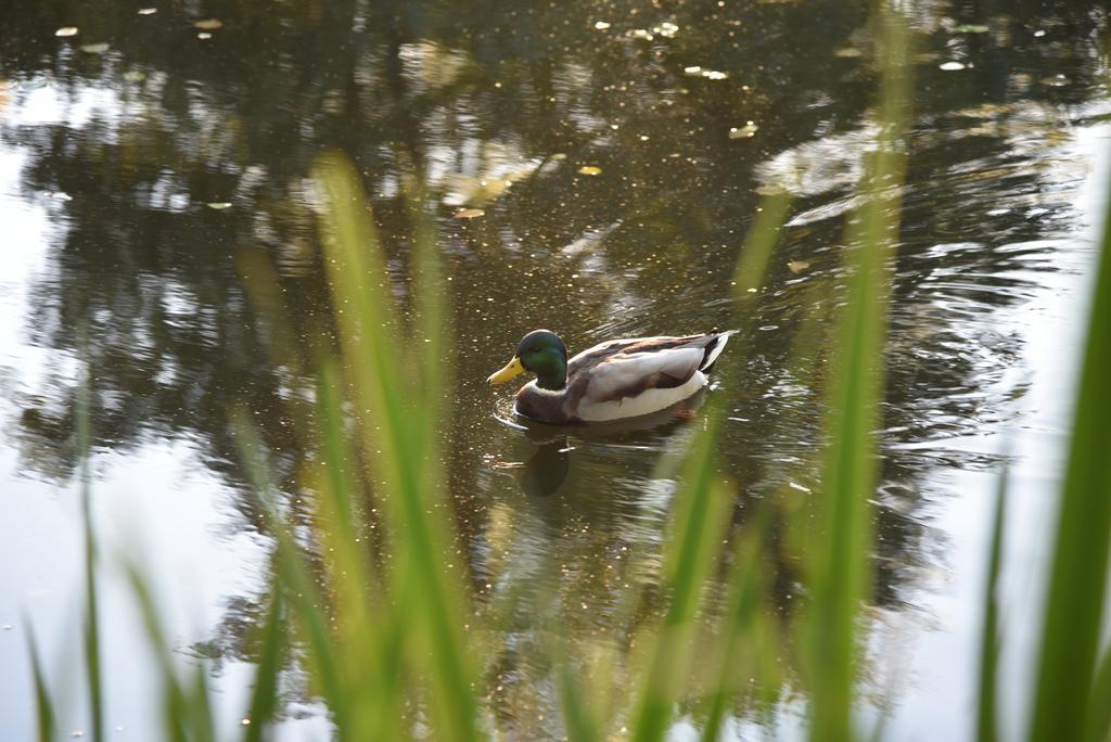Eisenhauer In * Schluchsee